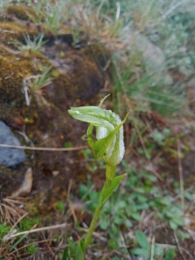 Pterostylis monticola, photographed by Nina Kerr