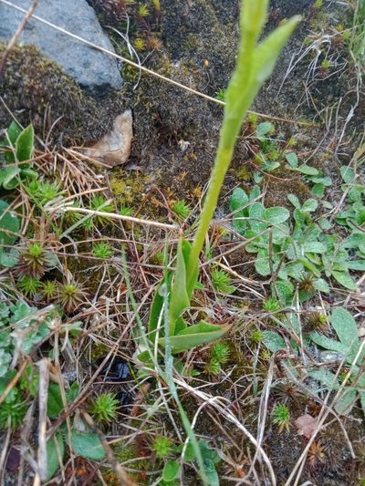 Pterostylis monticola, photographed by Nina Kerr