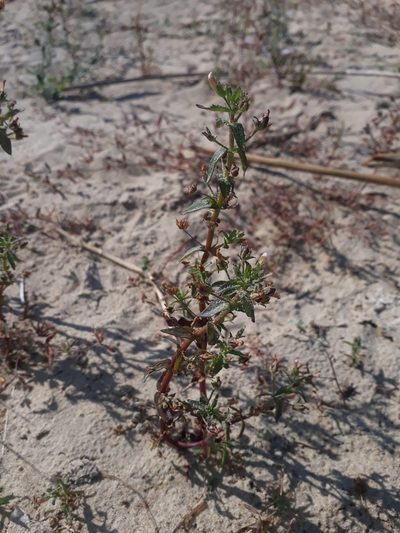 Gratiola pedunculata, photographed by Leon Perrie