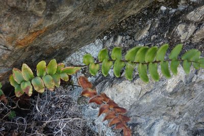 Pellaea calidirupium, photographed by John Barkla
