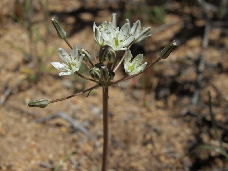 Muilla transmontana, photographed by Jim Morefield