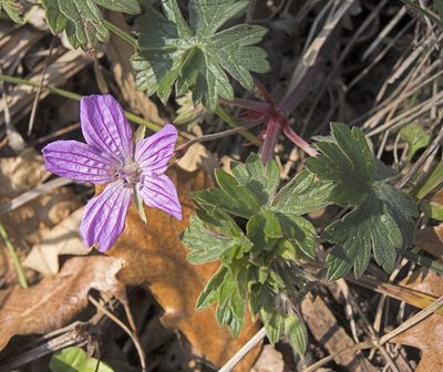 Geranium asphodeloides, photographed by katunchik