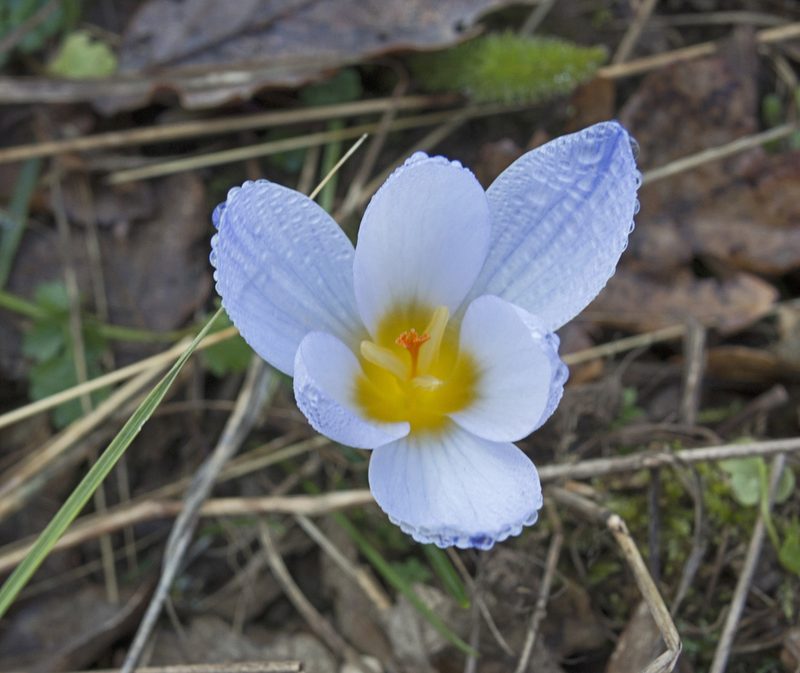 Crocus adamioides, photographed by katunchik