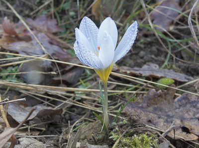 Crocus adamioides, photographed by katunchik
