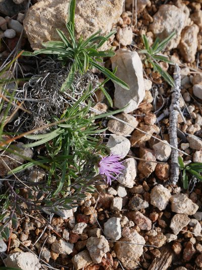 Centaurea linifolia, photographed by fmunoz