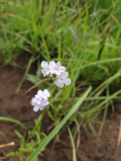 Buchnera simplex, photographed by Aaliyah Motala