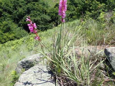 Watsonia densiflora, photographed by Peter Warren