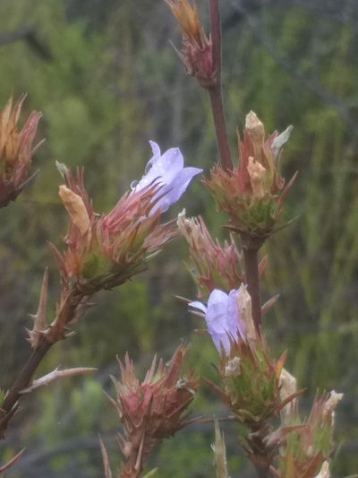 Prismatocarpus cliffortioides, photographed by kevin koen