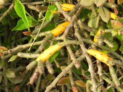 Pereskiopsis porteri, photographed by Francisco Farriols Sarabia