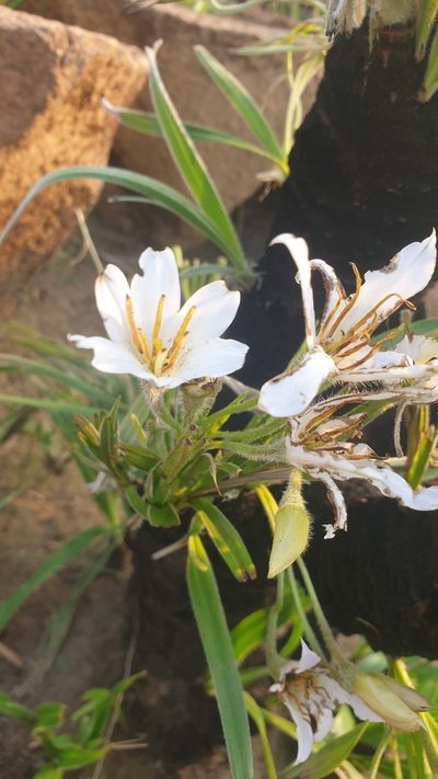 Xerophyta vallispongolana, photographed by Aaliyah Motala