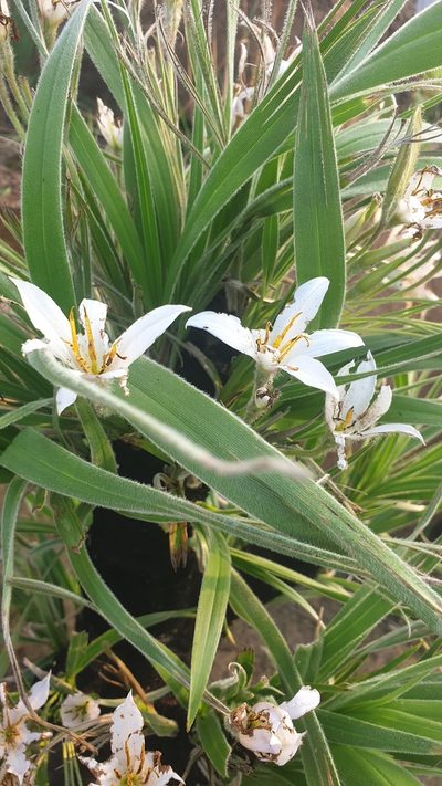 Xerophyta vallispongolana, photographed by Aaliyah Motala
