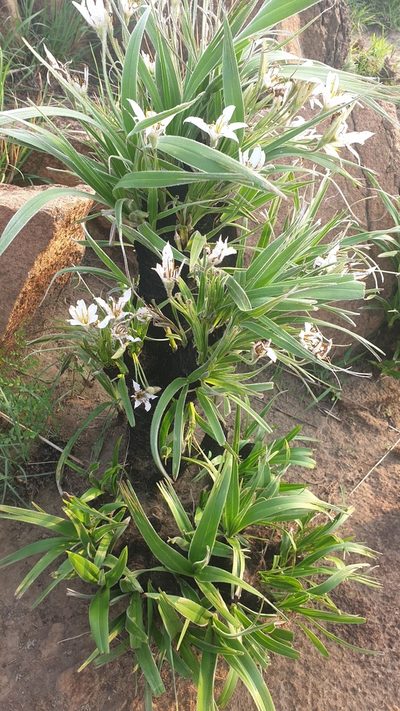Xerophyta vallispongolana, photographed by Aaliyah Motala
