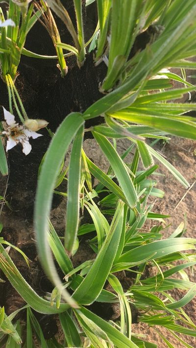 Xerophyta vallispongolana, photographed by Aaliyah Motala