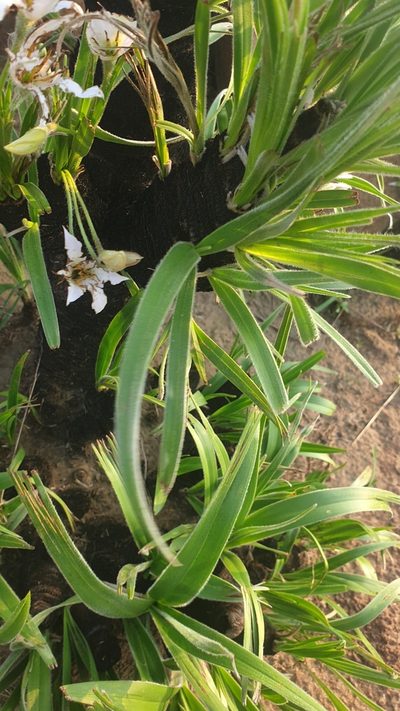 Xerophyta vallispongolana, photographed by Aaliyah Motala