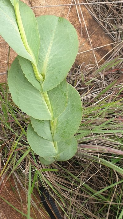 Senecio isatideus, photographed by Aaliyah Motala
