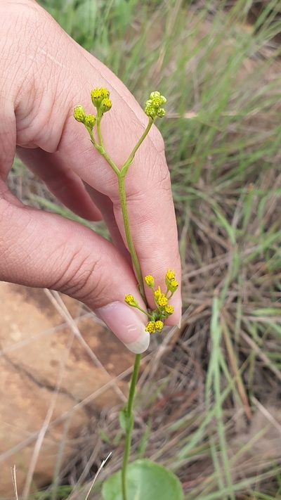 Senecio isatideus, photographed by Aaliyah Motala