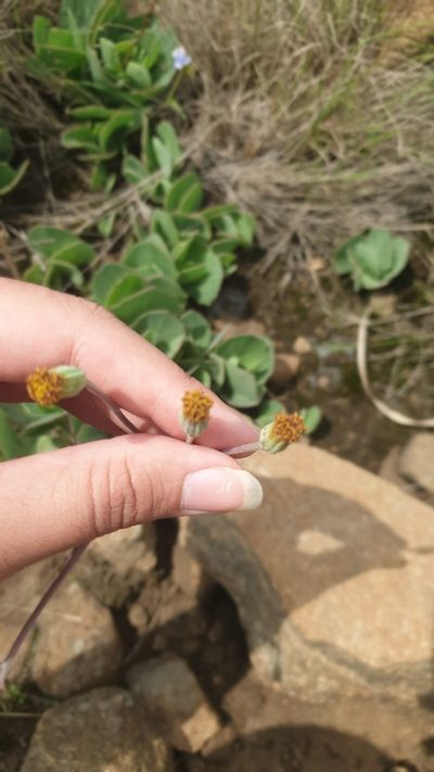 Senecio rhomboideus, photographed by Aaliyah Motala