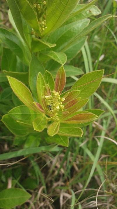 Searsia harveyi, photographed by Aaliyah Motala