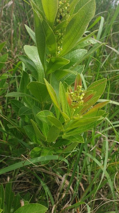 Searsia harveyi, photographed by Aaliyah Motala