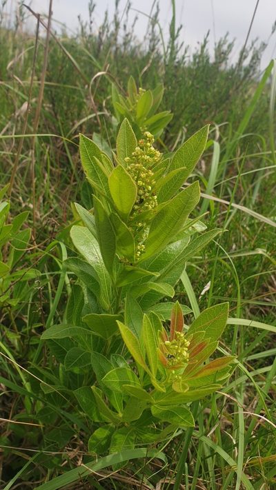 Searsia harveyi, photographed by Aaliyah Motala
