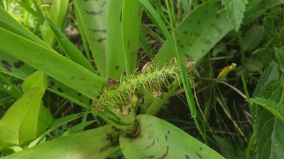 Ledebouria floribunda, photographed by Aaliyah Motala