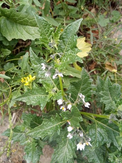 Solanum pentlandii, photographed by Alfredo F. Fuentes Claros