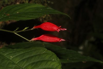 Stenostephanus haematodes, photographed by Juan Cruzado Cortés