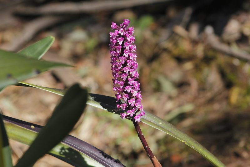 Arpophyllum giganteum, photographed by Juan Cruzado Cortés