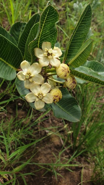 Pachycarpus acidostelma, photographed by Aaliyah Motala