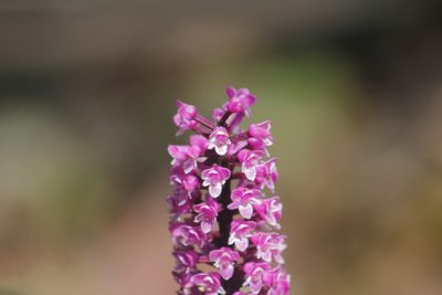 Arpophyllum giganteum, photographed by Juan Cruzado Cortés