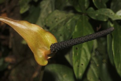 Anthurium umbrosum, photographed by Juan Cruzado Cortés