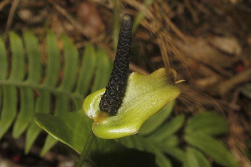 Anthurium umbrosum, photographed by Juan Cruzado Cortés