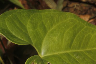 Anthurium umbrosum, photographed by Juan Cruzado Cortés