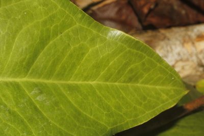 Anthurium umbrosum, photographed by Juan Cruzado Cortés