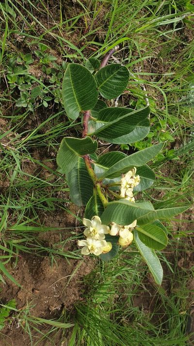 Pachycarpus acidostelma, photographed by Aaliyah Motala