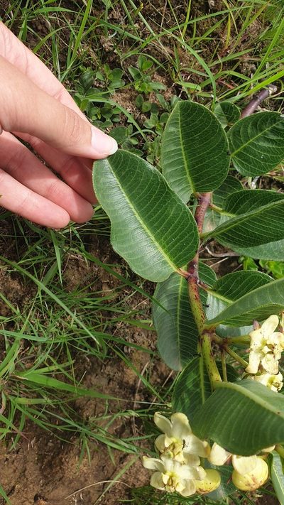 Pachycarpus acidostelma, photographed by Aaliyah Motala
