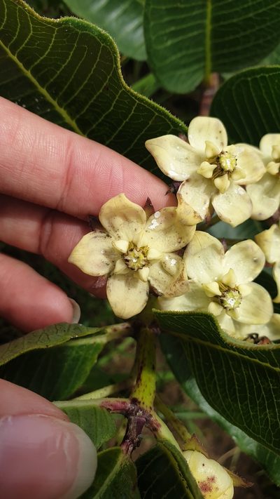 Pachycarpus acidostelma, photographed by Aaliyah Motala