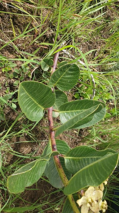 Pachycarpus acidostelma, photographed by Aaliyah Motala