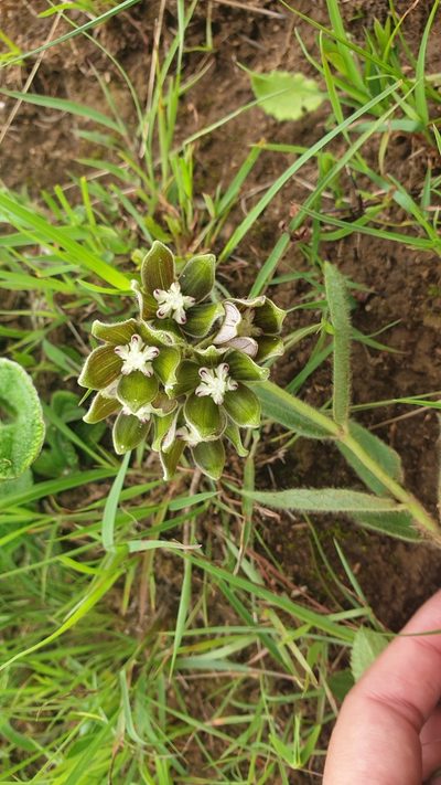 Asclepias cultriformis, photographed by Aaliyah Motala