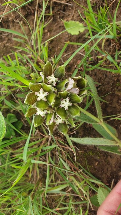 Asclepias cultriformis, photographed by Aaliyah Motala