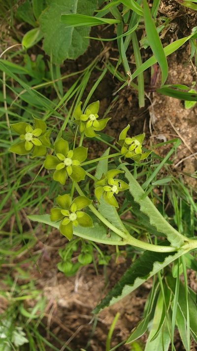 Asclepias fulva, photographed by Aaliyah Motala