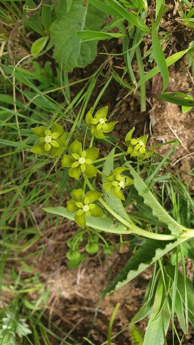 Asclepias fulva, photographed by Aaliyah Motala