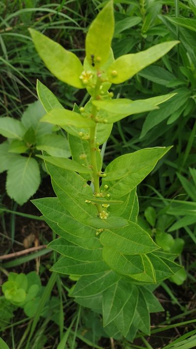 Clutia cordata, photographed by Aaliyah Motala