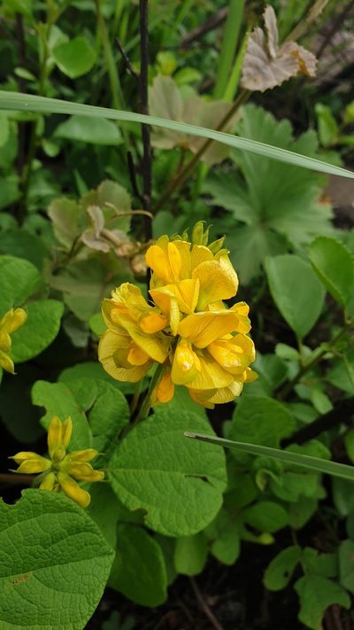 Rhynchosia cooperi, photographed by Aaliyah Motala