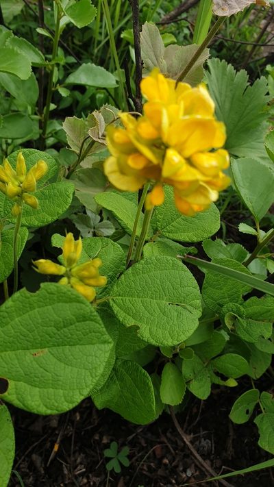 Rhynchosia cooperi, photographed by Aaliyah Motala