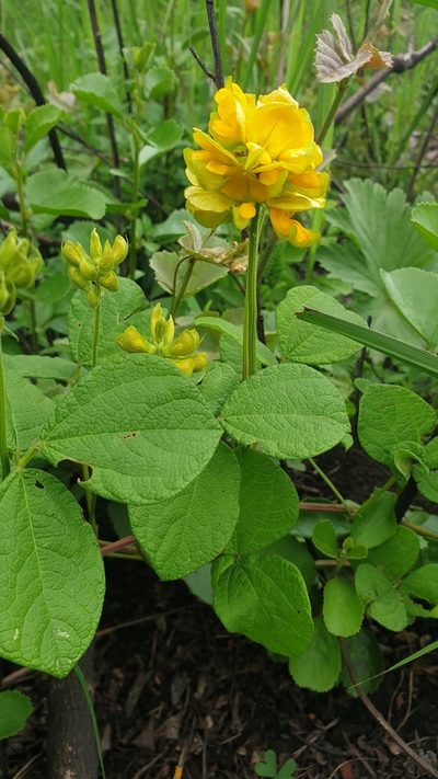 Rhynchosia cooperi, photographed by Aaliyah Motala