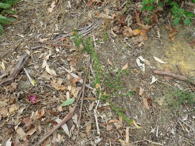 Psoralea fruticans, photographed by Jeremy Gilmore