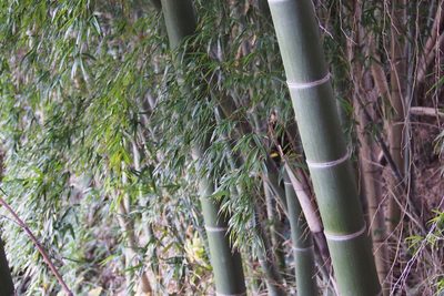 Phyllostachys edulis, photographed by harum.koh