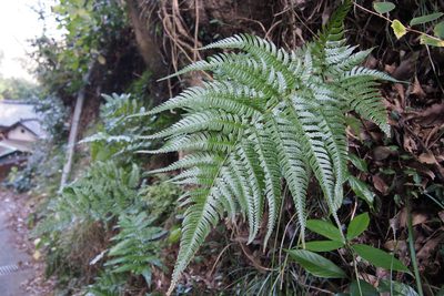 Dryopteris varia, photographed by harum.koh