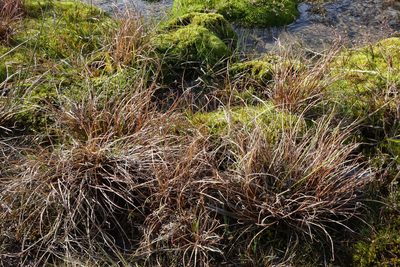 Carex petriei, photographed by John Barkla
